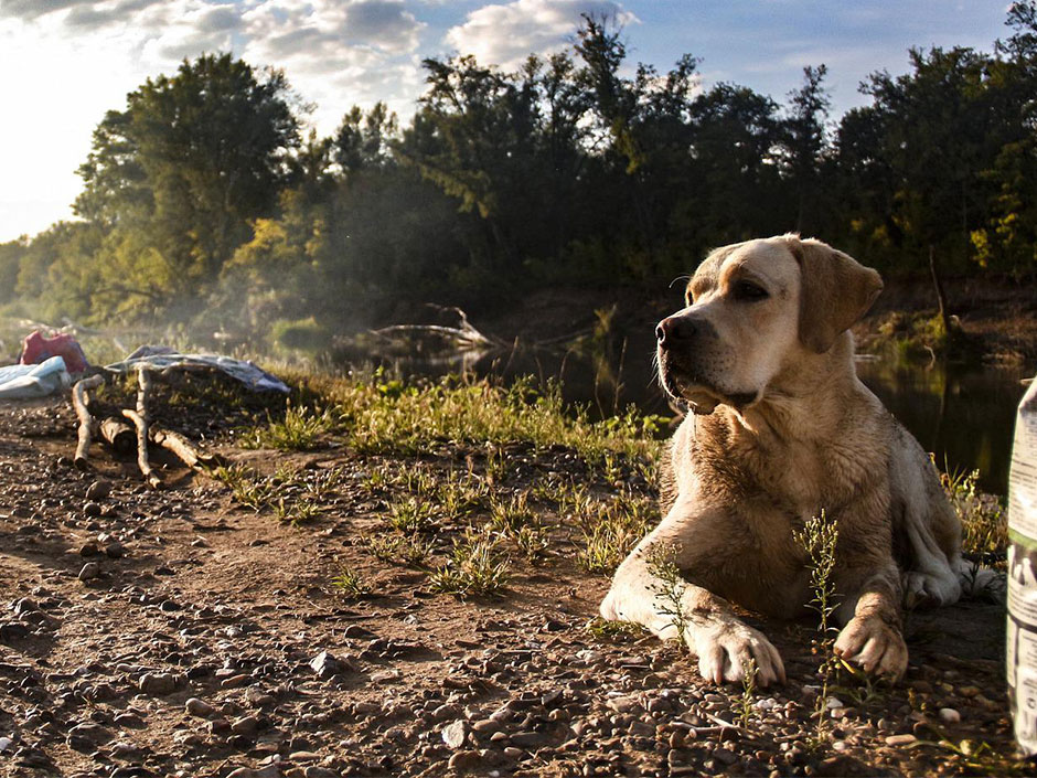 Hund entspannt in der Natur beim Camping.