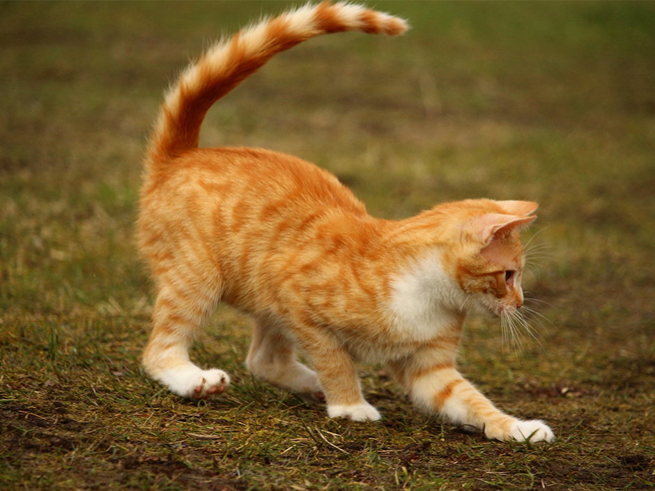 Eine rote Katze auf einer Wiese.