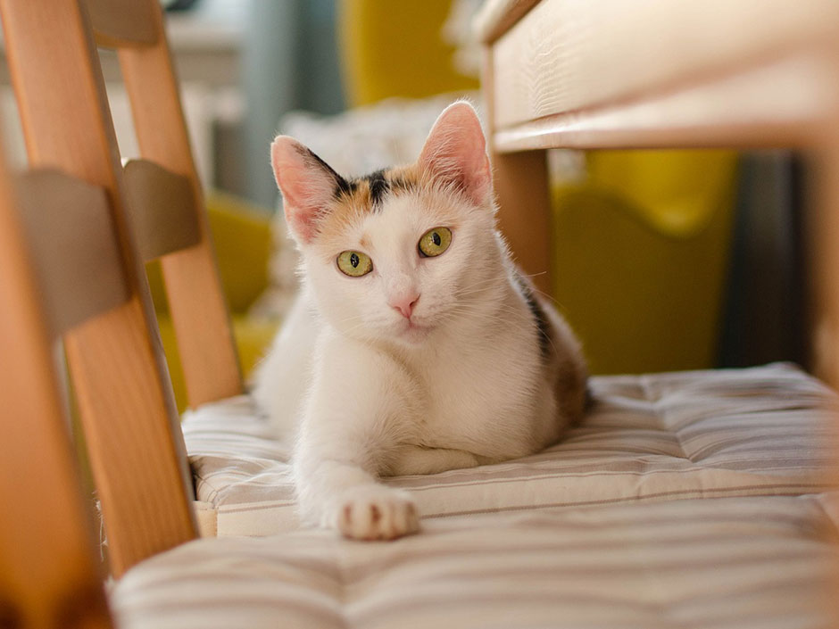 Katze liegt auf Stuhl. Daga_Roszkowska/Pixabay