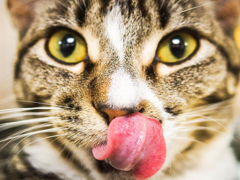 Katze zeigt ihre Zunge.