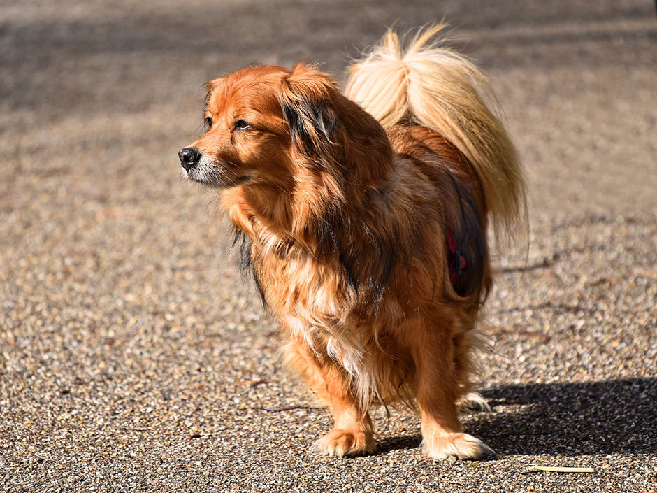 Kleiner brauner Mischlingshund steht auf der Straße. (c) MabelAmber/Pixabay