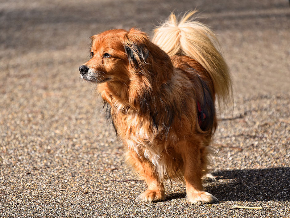 Hundehaltung | und Tricks für Hundehalter TASSO