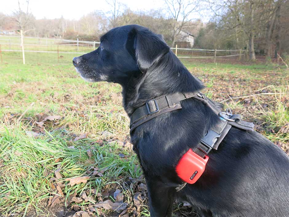 Schwarzer Hund mit einem GPS-Tracker am Geschirr.