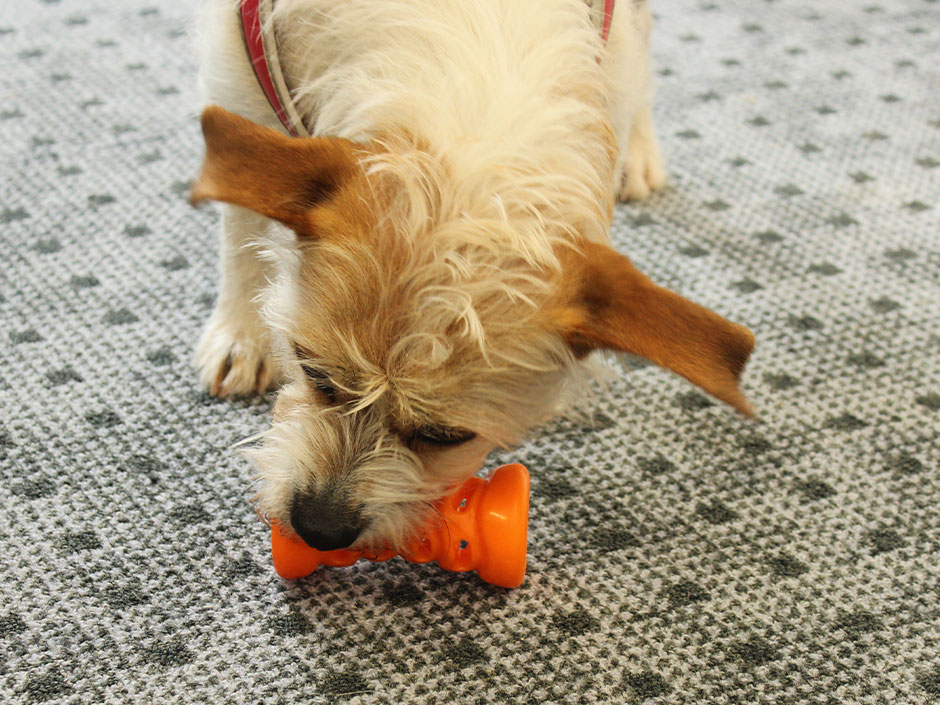 Ein Hund spielt mit einem Spielzeug an Silvester.