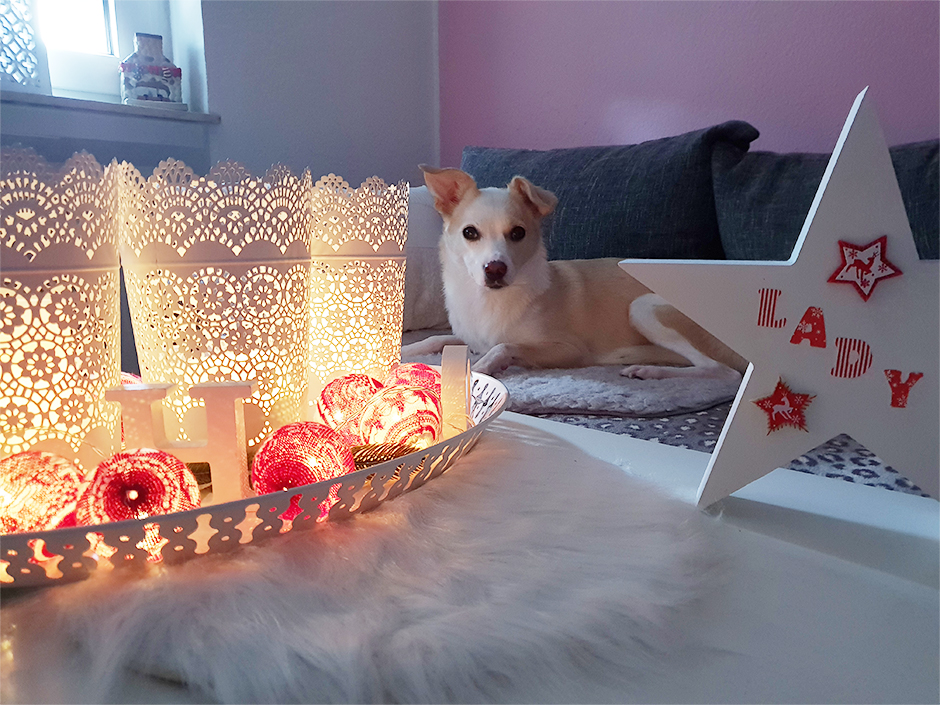 Ein Hund entspannt in der Vorweihnachtszeit auf dem Sofa