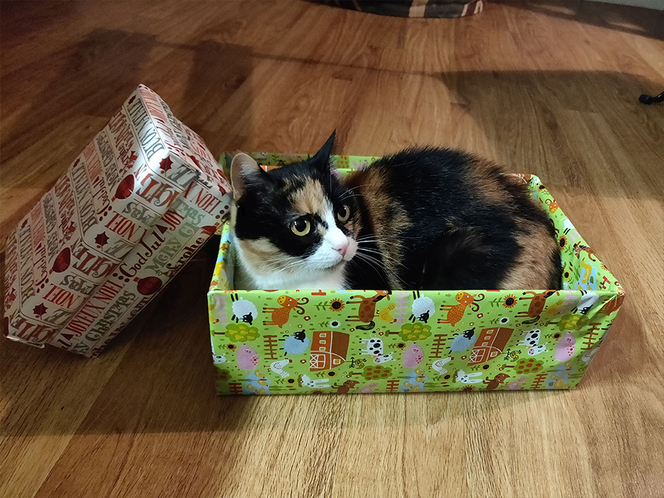 Eine Katze sitzt im Karton eines Weihnachtsgeschenkes.
