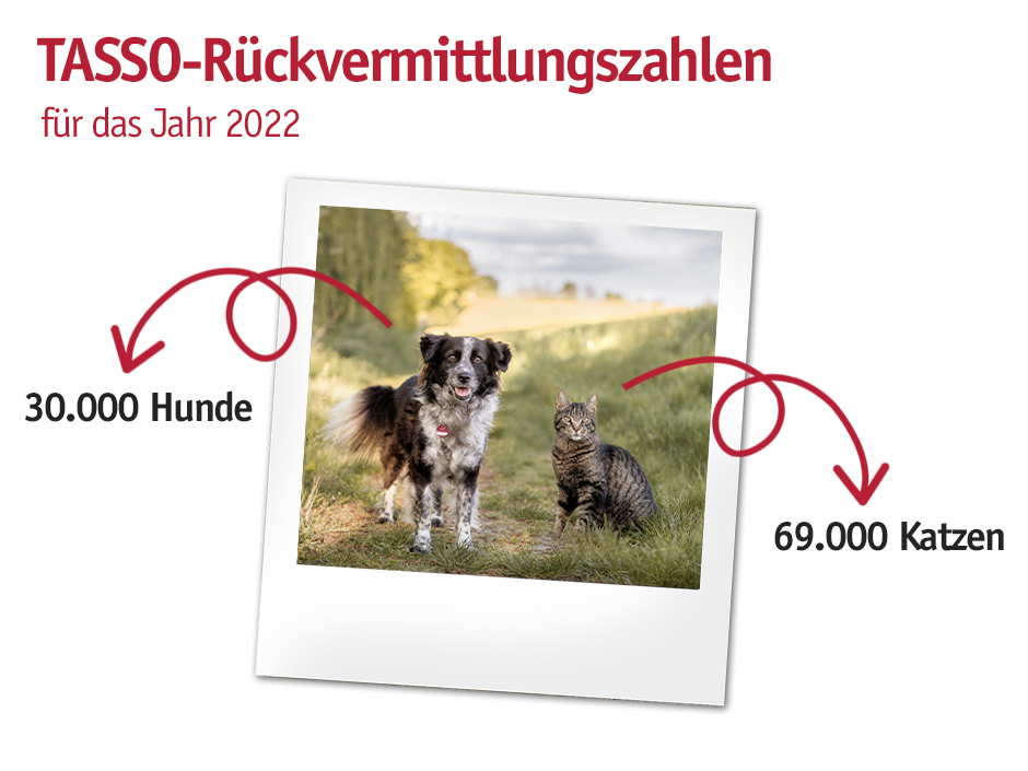 99.000 Hunde und Katzen haben im Jahr 2022 ihre Familie wiedergefunden.  