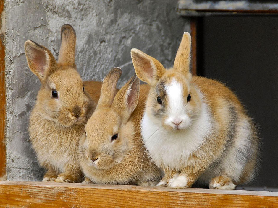 Drei braune Kaninchen im Gehege. © Onkel Ramirez/Pixabay
