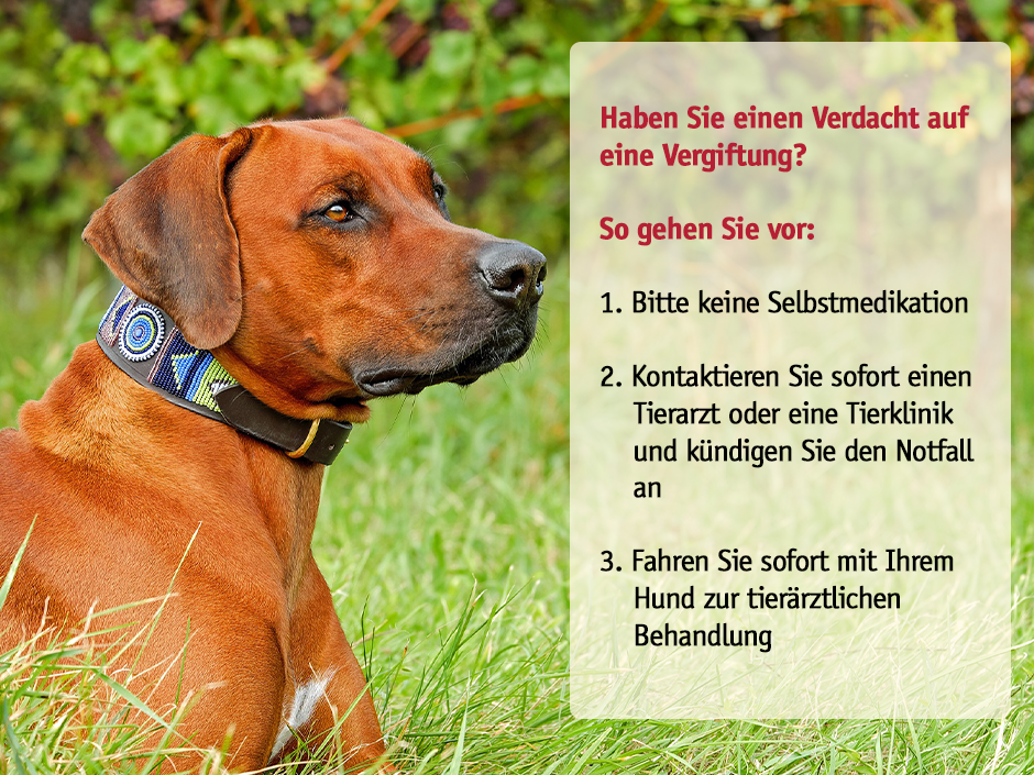 Ein Hund im Gras.