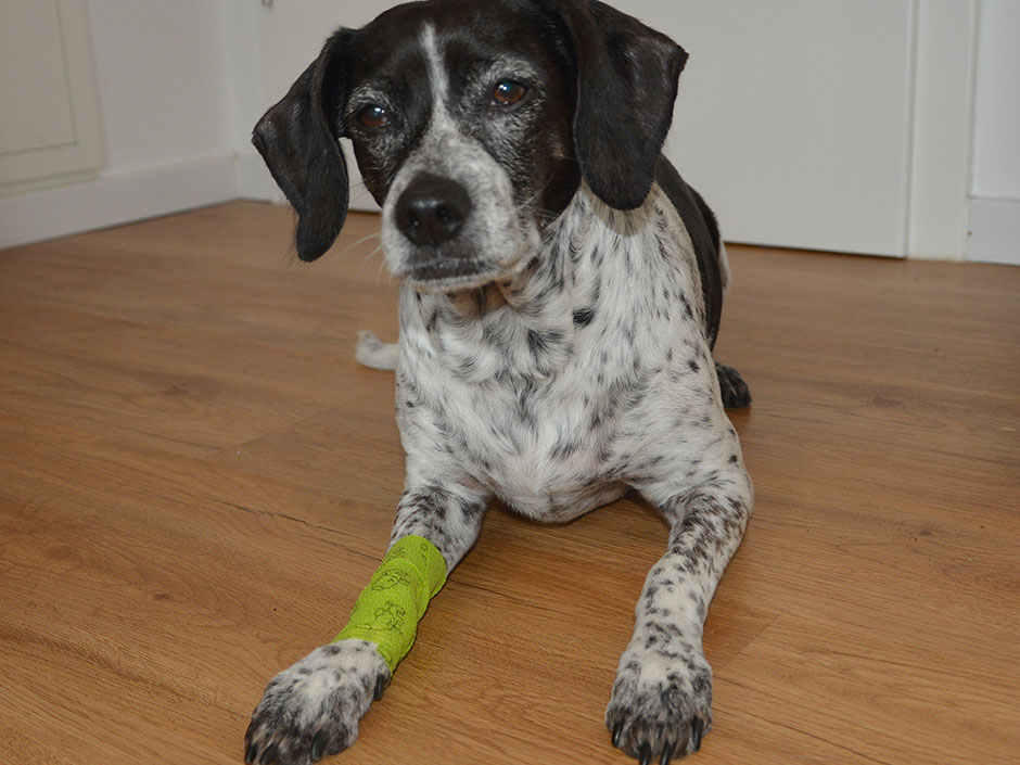 Hausapotheke - Hund mit Verband an der Pfote.