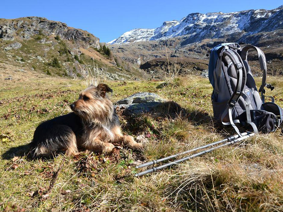 Hund beim Wandern in den Bergen.