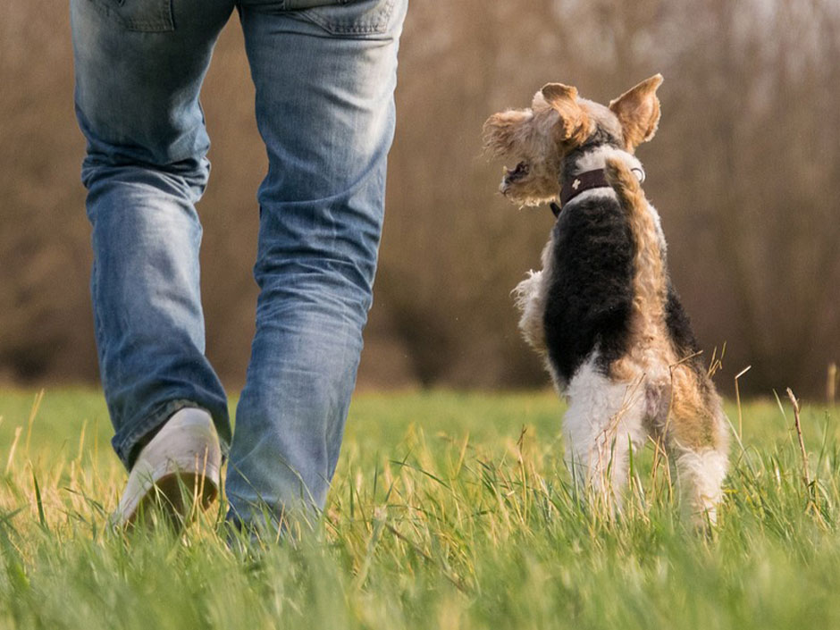 Hund rennt mit Mensch über die Wiese. © Rebecca Scholz/Pixabay