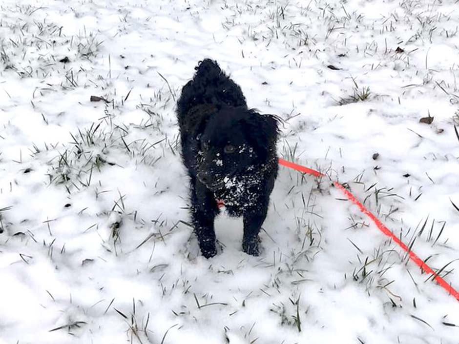Schwarzer Hund steht im Schnee.