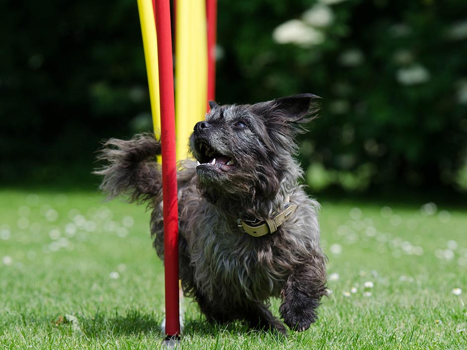 Kleiner Hund beim Parcours-Lauf. © Katrin B./Pixabay