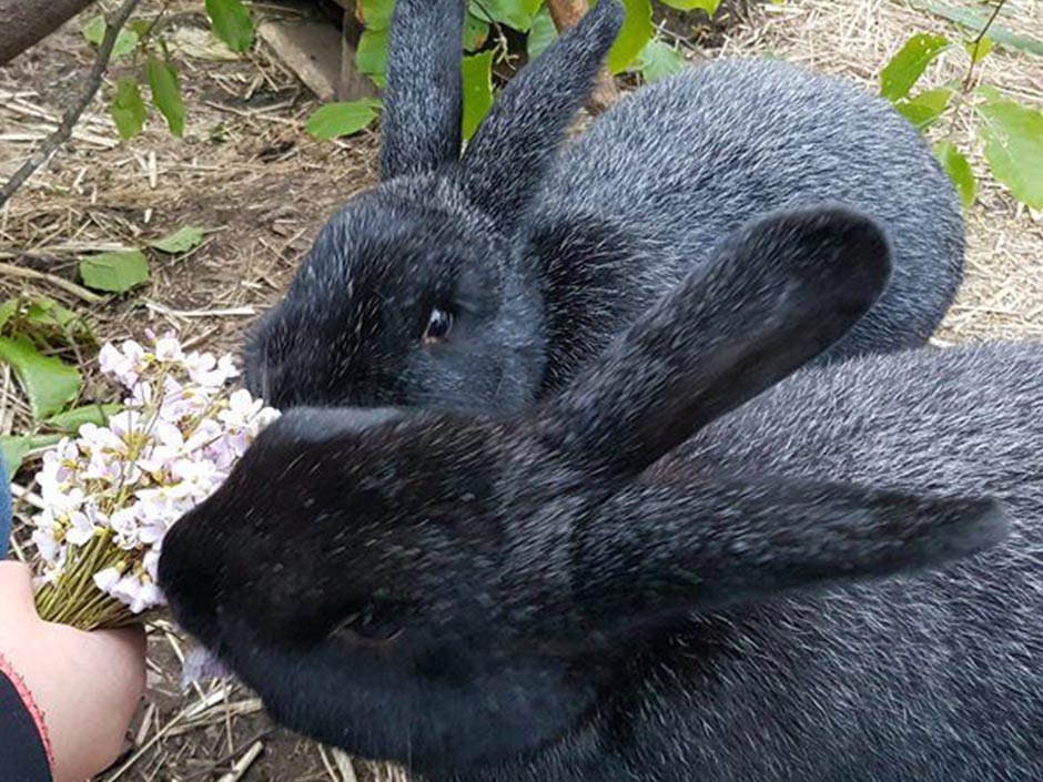 Zwei schwarze Kaninchen essen aus der Hand.