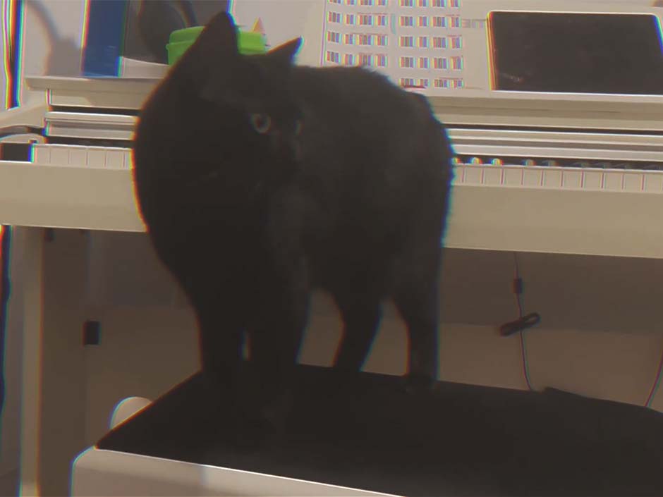 Schwarze Katze bei den Aufnahmen von 