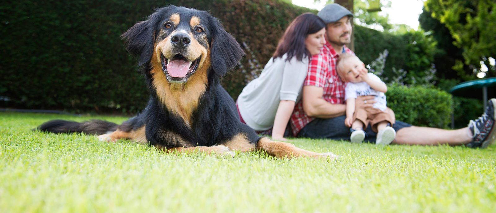 Tasso Hund Anmelden