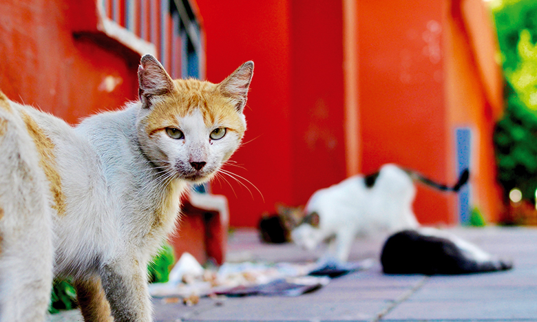 Streunerkatzen auf der Strasse