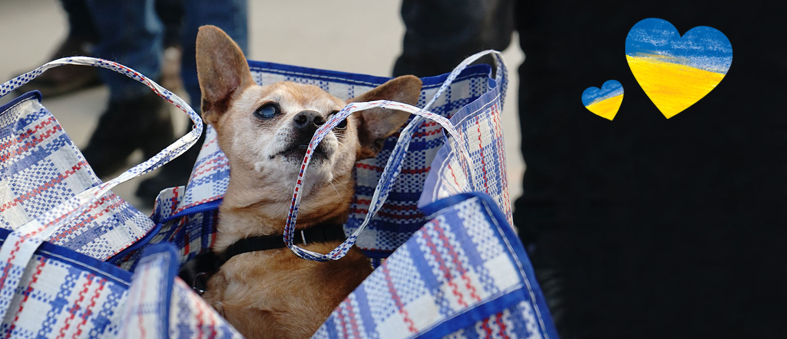 Ein kleiner Hund in einer Einkaufstasche