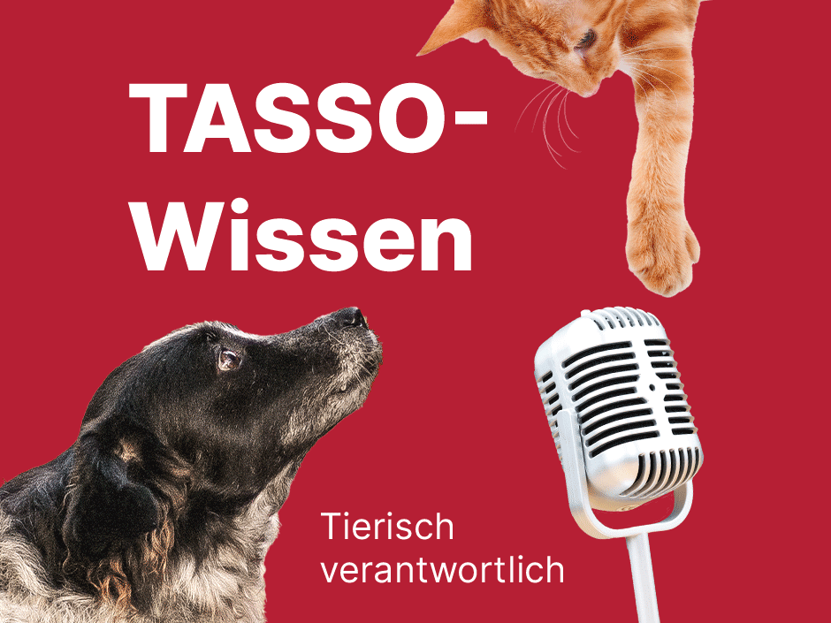Cover TASSO-Podcast