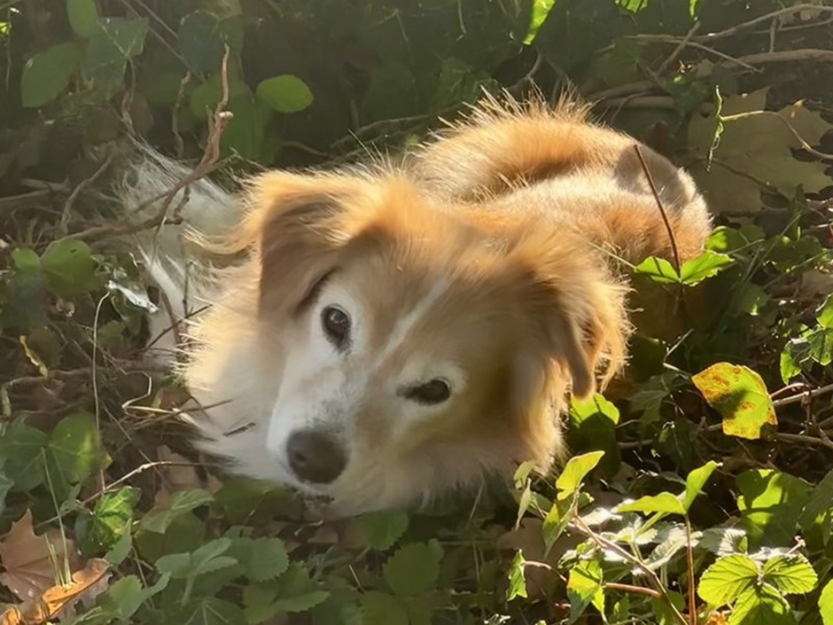 Hündin Cora draußen