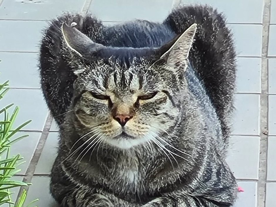 Kater Edward Zuhause