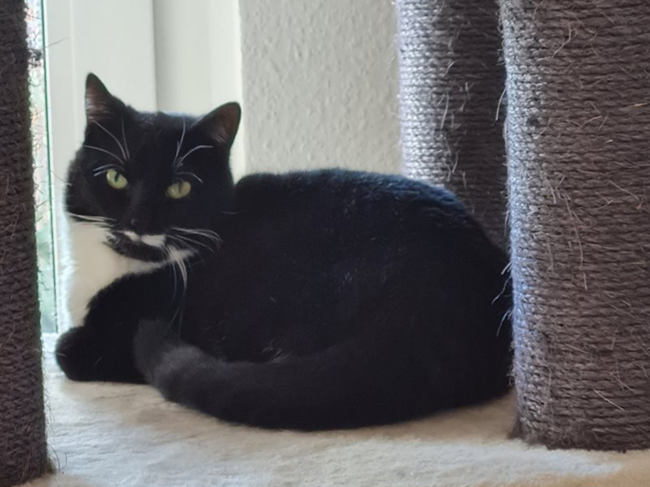 Katze Lilly auf Kratzbaum