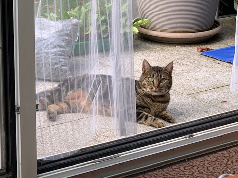 Katze Bubble ist wieder zurücl