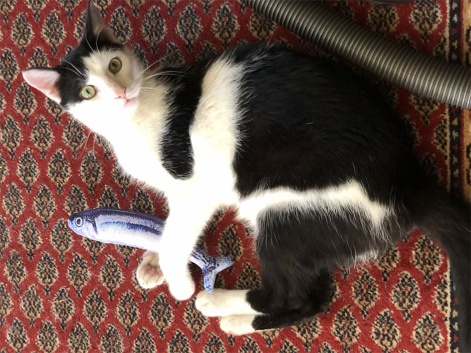 Kater Cookie