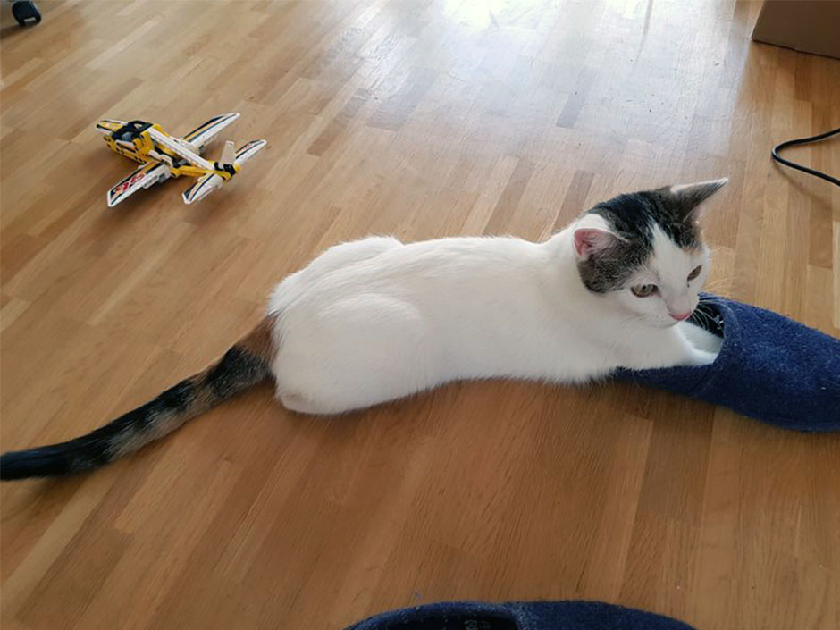 Katze spielt auf dem Boden 