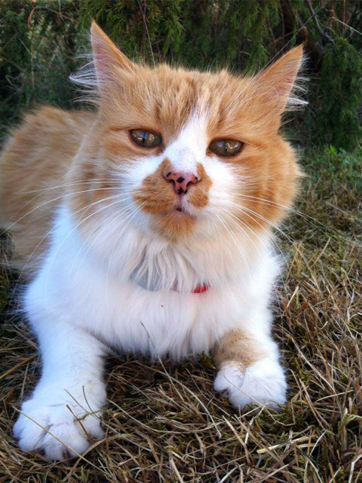 Katze Hexe
