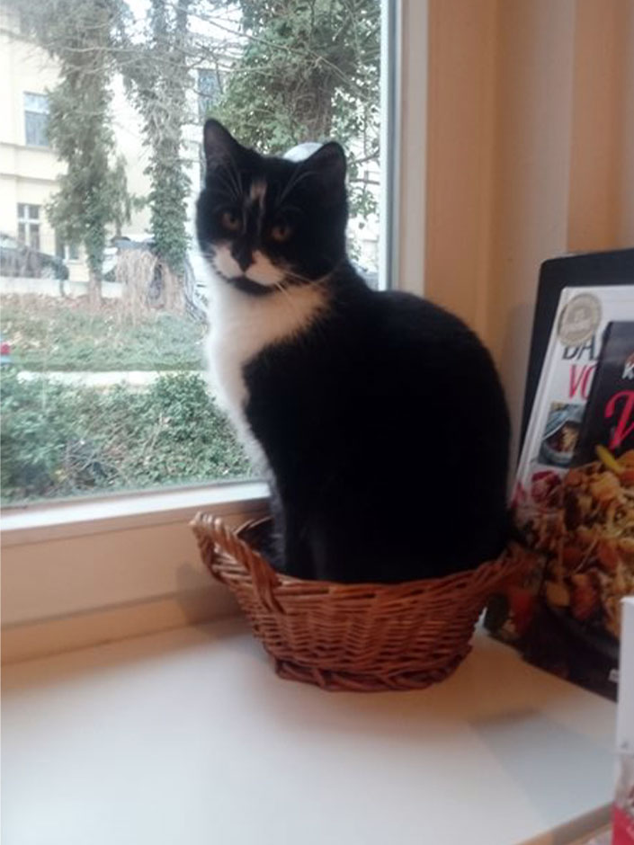 Katze Hexi sitzt in einem Korb am Fenster. 