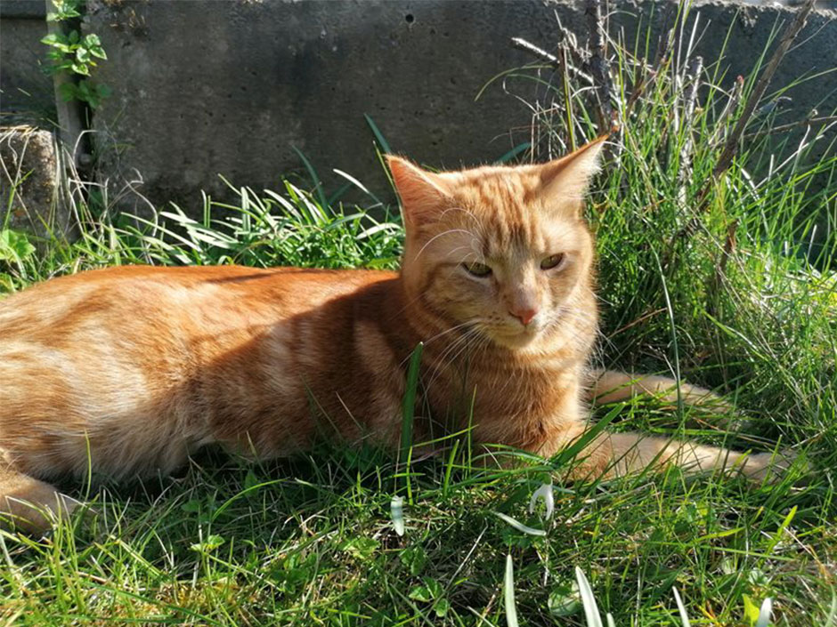 Kater im Gras