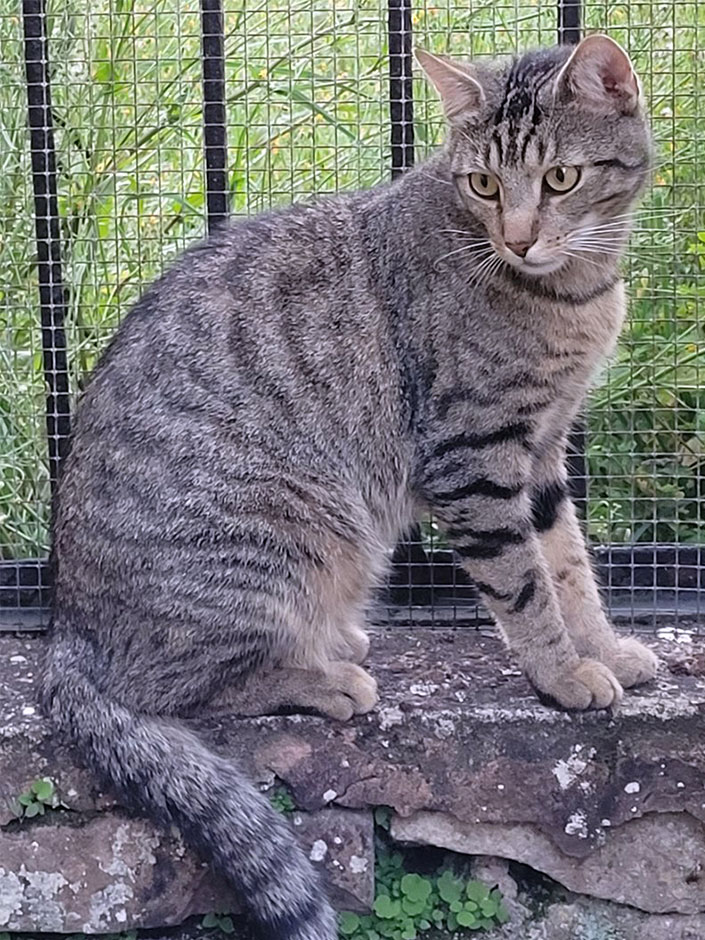 Kater Jerry im Freien 