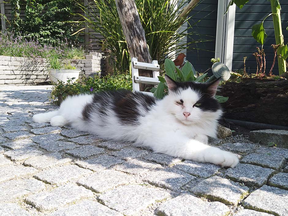 Kater Eddy entspannt im Garten.