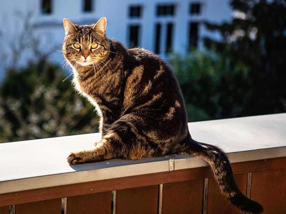 Kater Fino ist nach 19 Tagen wohlauf wieder zu Hause.