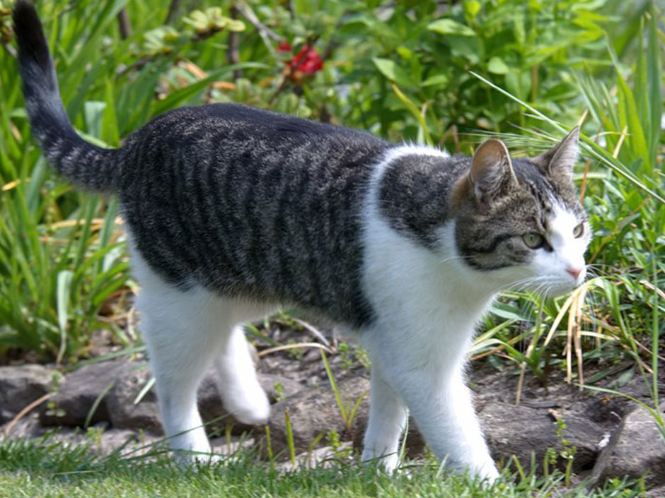 Kater Frederik war vermutlich in einem Keller/Schuppen eingesperrt.