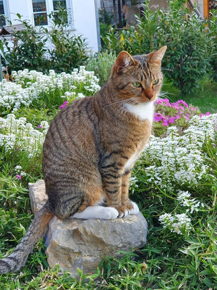 Kater im Garten 