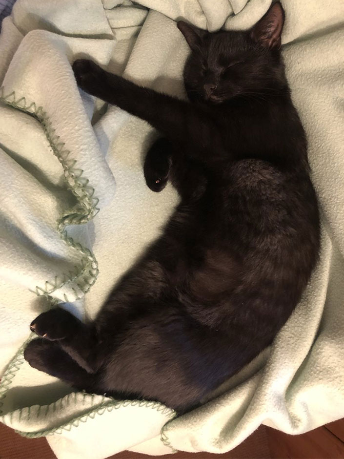Katze Mimi schläft auf einer Decke