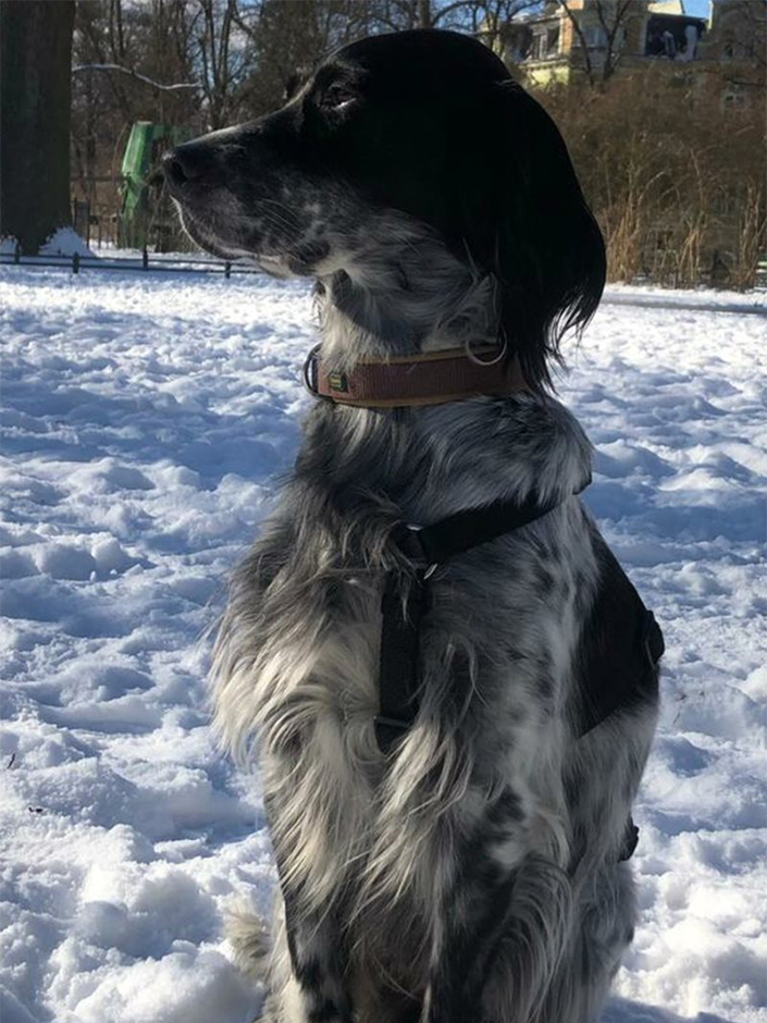 Hündin Lilo im Schnee