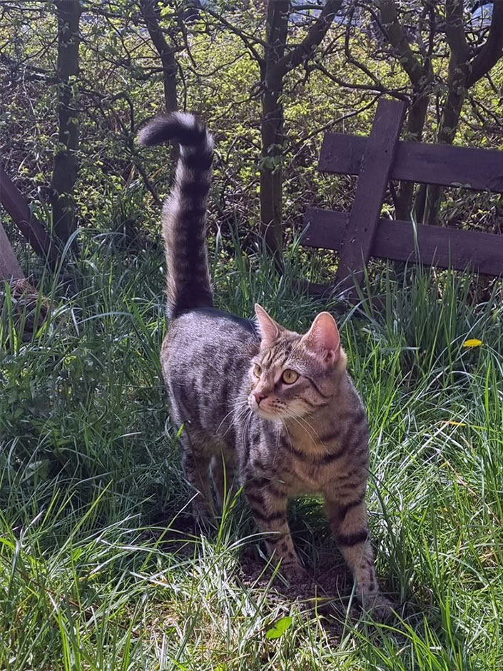 Katze Lucy im Freien