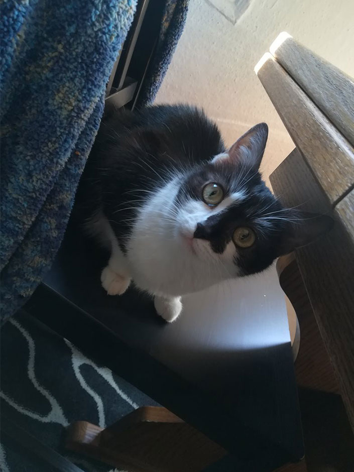 Katze Lulu sitzt auf einem Stuhl
