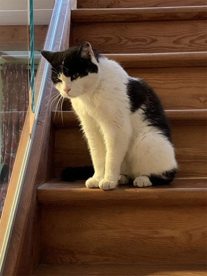 Katze Maja auf Treppe 