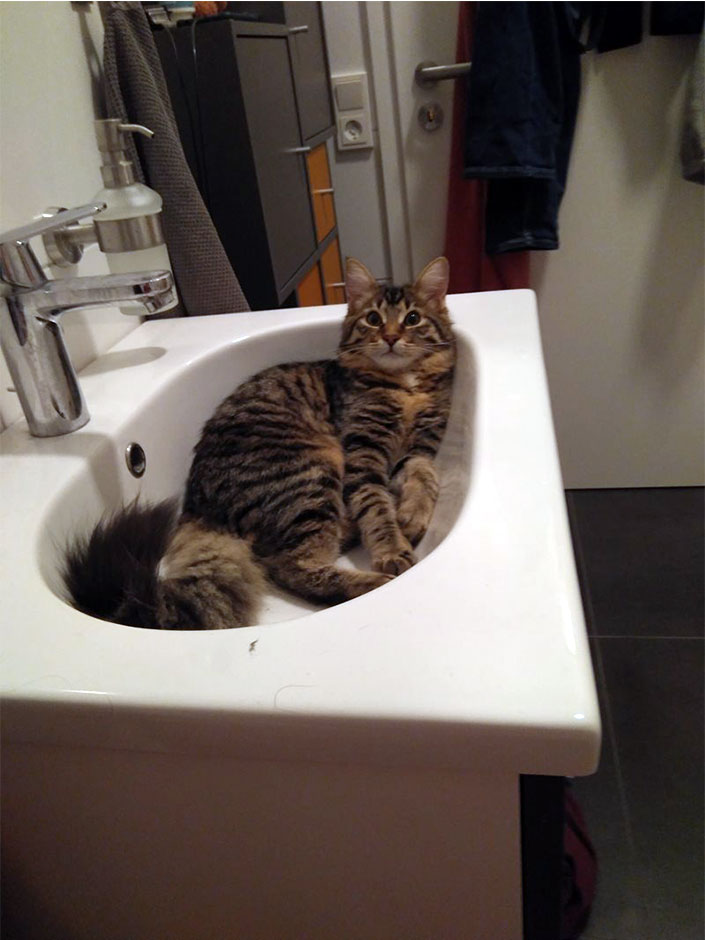 Katze Merle im Waschbecken