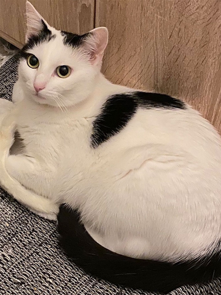 Katze Padme
