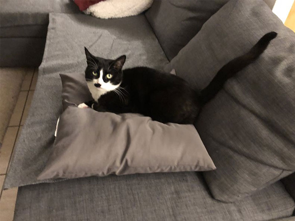 Katze Pepe liegt auf einem Kissen auf der Couch