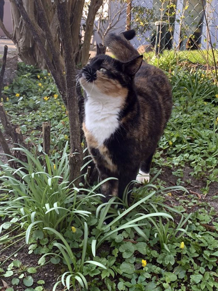 Katze Purzelbaum im Freien