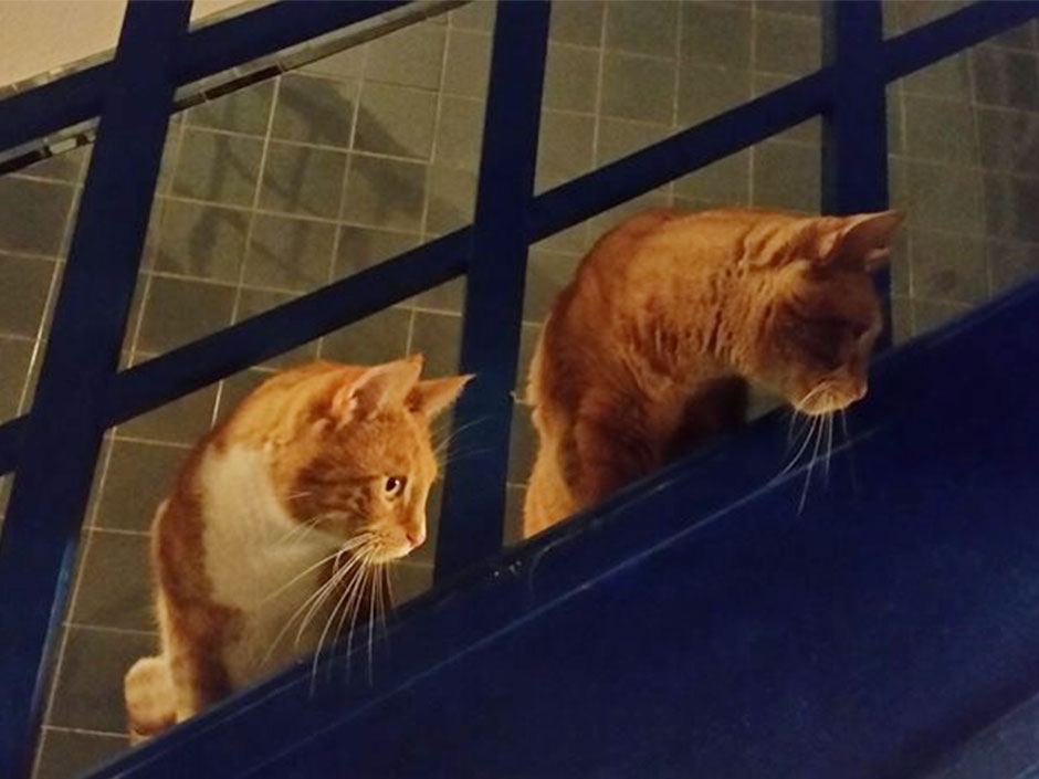 Kater Söckchen und Kater Garfield