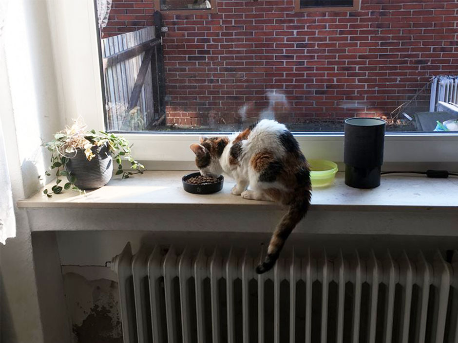 Wohnungskatze Sunny beim Fressen auf der Fensterbank