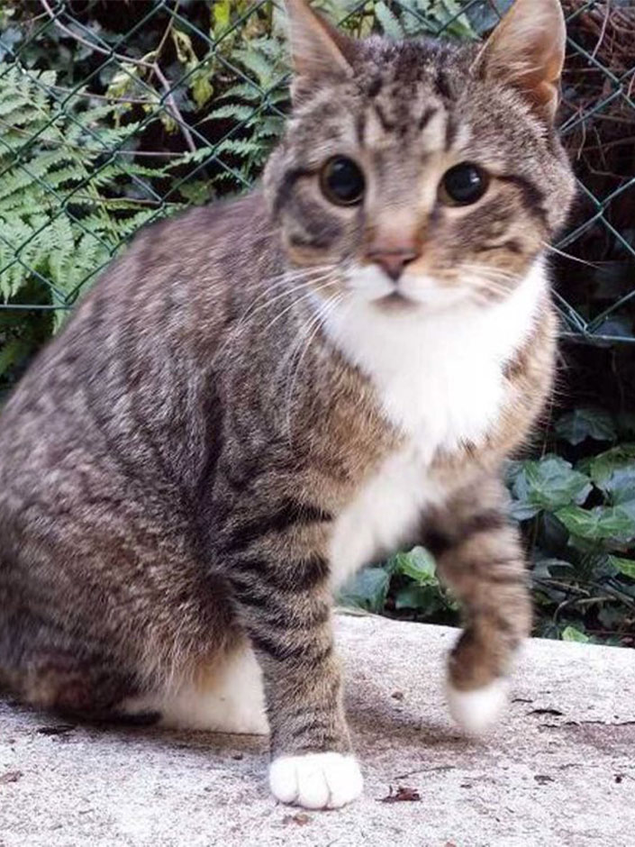 Blinder Kater endlich wieder daheim 